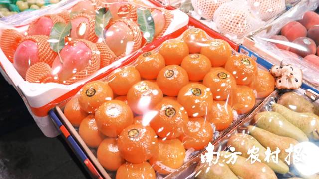 砂糖橘、沃柑、火龙果等广东特色水果是哈尔滨市民的心头好。