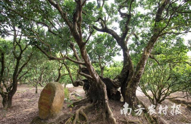高州根子镇古树群