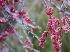 张颂文推荐的“家乡雪”，不来看看吗？| 让家乡出圈