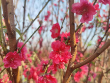 到礼乐，看“繁花”！