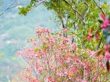 “金钟一响，黄金万两”！深圳南澳迎春花园免费对外开放