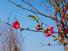 海报｜奔赴桃花之约，“春游礼乐·‘桃’醉向东”桃花节等你
