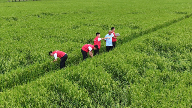 阳关农险为清远五大百亿农业产业提供保险保障