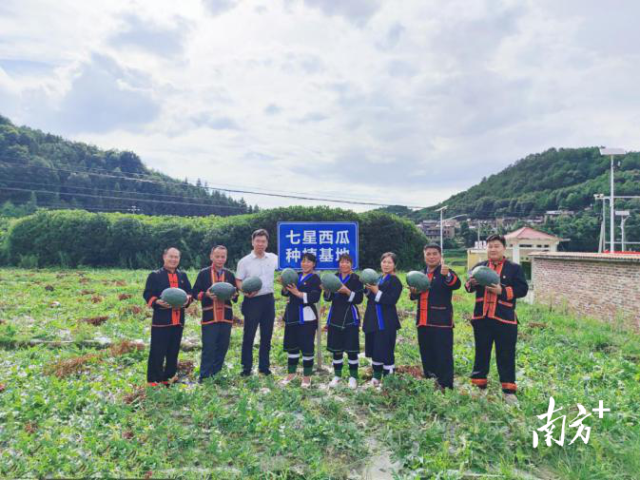 七星村民种植七星西瓜。