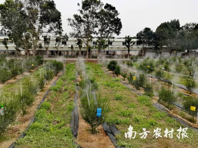 生态果园展示药肥一体喷灌技术 生态果园展示药肥一体喷灌技术