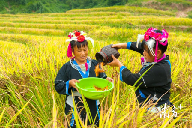 连南形成了“梯田栽水稻、稻下育鱼苗”的立体农业发展模式。