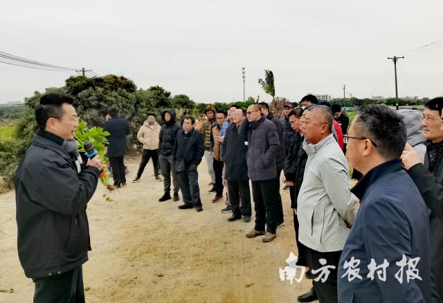 广东省芹菜标准化生产示范基地内进行现场教学