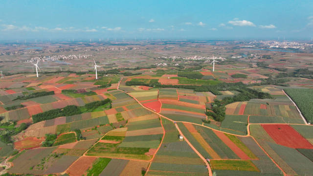 新的一年徐闻菠萝的海再飘香。
