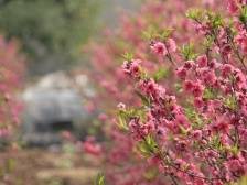 江门知识局｜礼乐向东“桃花村”长成记