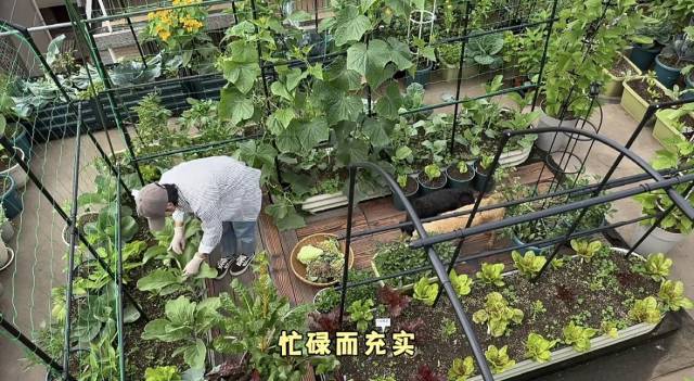 墨墨的菜园一角。 墨墨的菜园一角。
