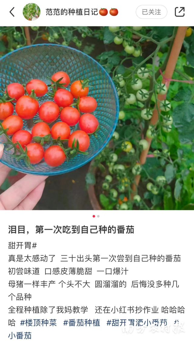 范范种植的番茄收获后发表的帖子。