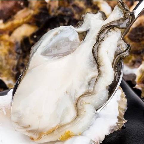 阳江程村蚝肥美少腥,被评为中国国家地理标志产品,享誉全国。 阳江程村蚝肥美少腥,被评为中国国家地理标志产品,享誉全国。