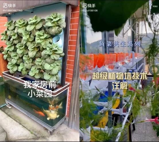 鱼菜共生及植物墙技术。