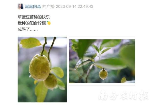 豆瓣小组成员发布的种植日记。 豆瓣小组成员发布的种植日记。