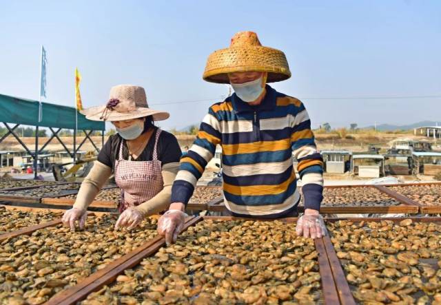 阳西程村蚝上市，村民开始晒蚝豉。图片来源：阳江日报签约摄影师陈凤盾