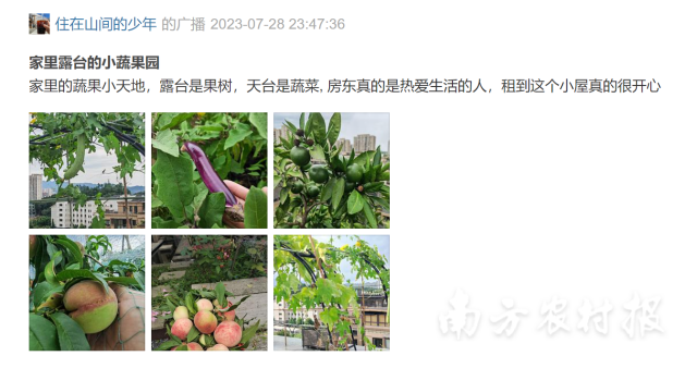 租房党也能感受到整个露台的春天。 租房党也能感受到整个露台的春天。