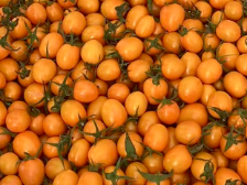 横沥镇强化科技创新，赋能农业高质量发展