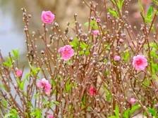 新年桃花如何选？告别“花痴”，江门桃花村区伯“话你知”