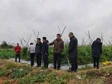 广州市政协办公厅赴吴川市王村港镇开展慰问调研活动