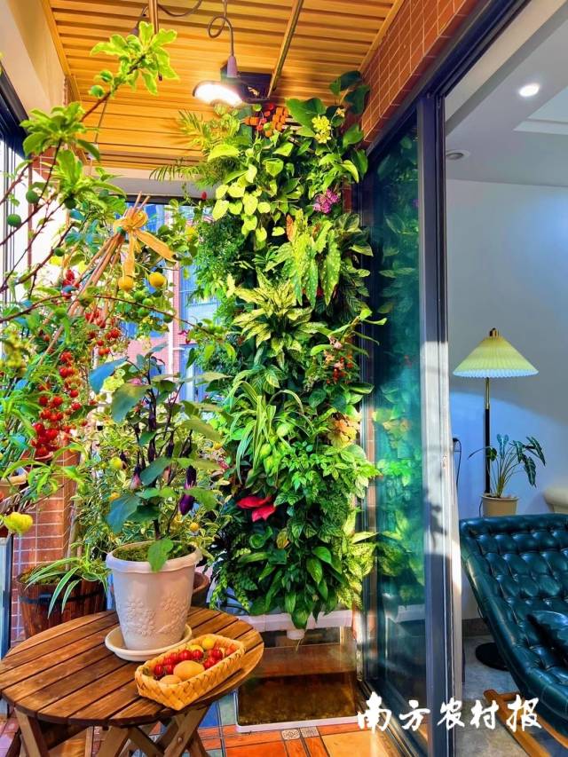 小红书知名博主Echo家的阳台，种花种菜种生活，蔬果累累。