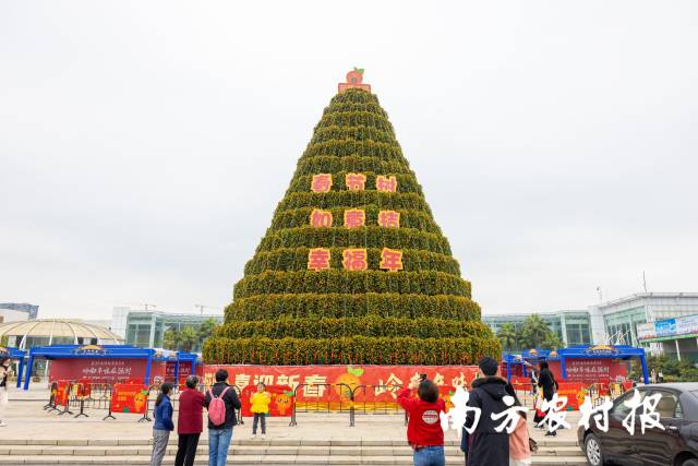 顺德曾建成世界最大年桔塔