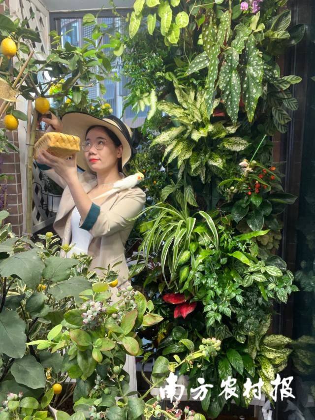 小红书优质博主Echo，在她5.9平方米的阳台内，种满了瓜果蔬菜。
