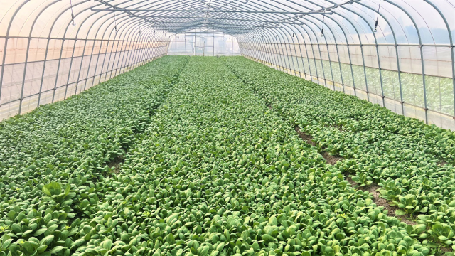 上海崇明岛的农业合作社与盒马签订了50万斤春节蔬菜订单。 上海崇明岛的农业合作社与盒马签订了50万斤春节蔬菜订单。