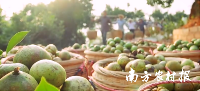 揭东油茶。