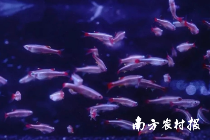广州是全国观赏鱼产业起步最早的地区之一。图片来源：广州南沙发布