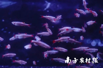 广州是全国观赏鱼产业起步最早的地区之一。图片来源:广州南沙发布 广州是全国观赏鱼产业起步最早的地区之一。图片来源:广州南沙发布