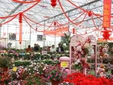 幸福从化过大年！100多场迎新春系列活动等你来