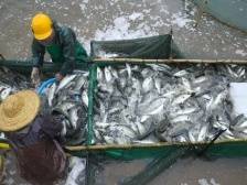 深入实施“百千万工程”，珠海拟建全国最大海鲈交易平台