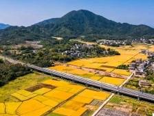 逐梦田野的“诗和远方”，电白“新农人”成“兴农人”