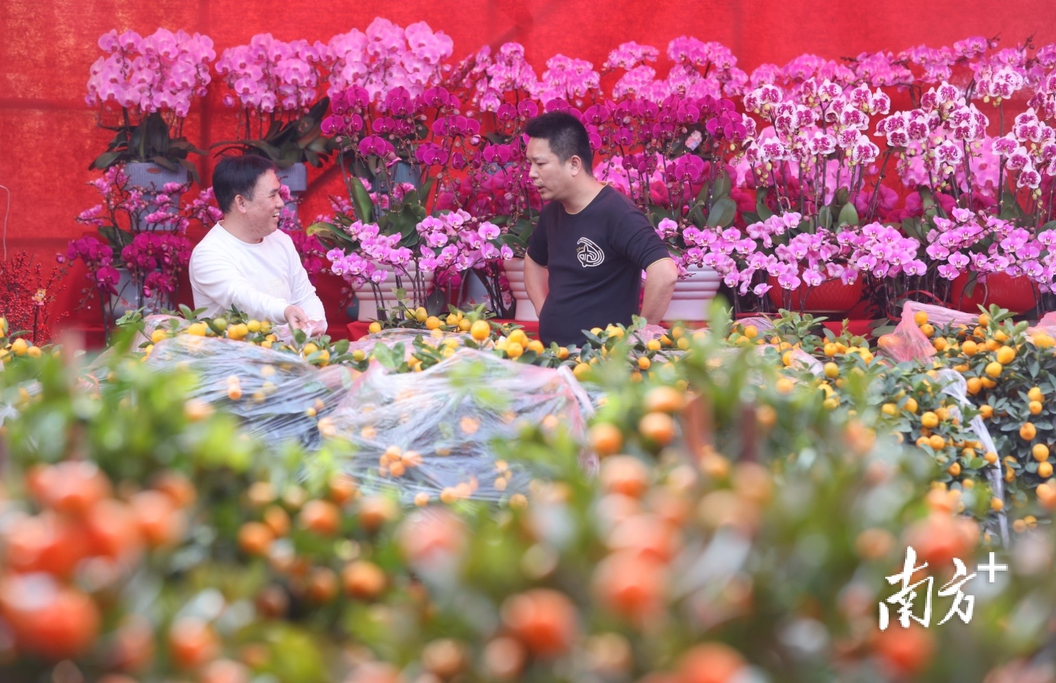 2024年沙岗墟迎春花市，将从1月31日开放至2月9日。 南方+ 叶志文 摄