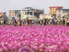 从金色稻田到格桑花海！中山崖口春节前再次火“出圈”