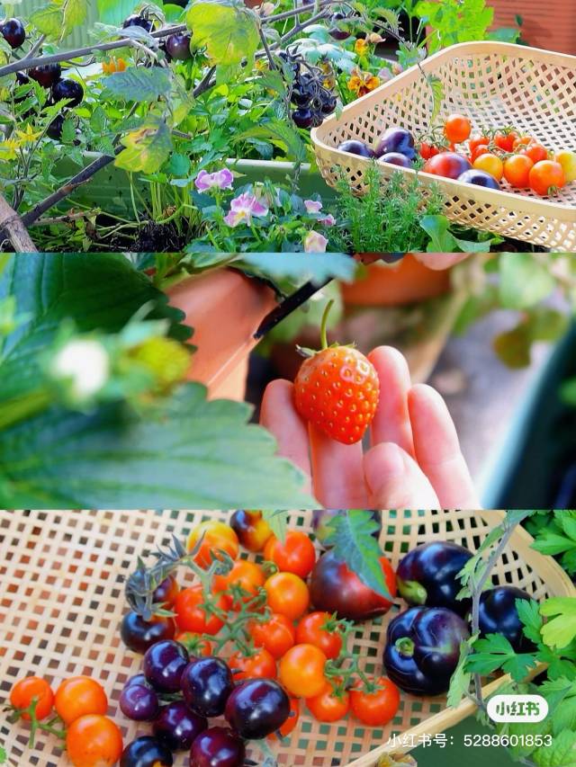 卡拉种植的番茄、草莓，色泽饱满，个大圆润。