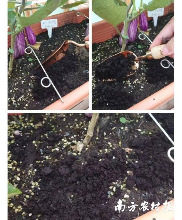 在蔬菜周围撒上一点咖啡渣,防虫抗病。 在蔬菜周围撒上一点咖啡渣,防虫抗病。