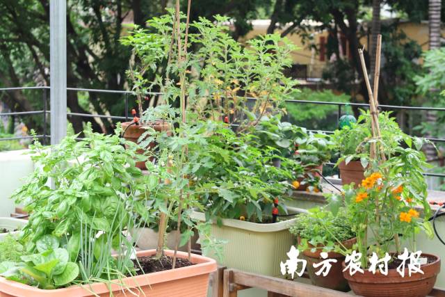 卡拉家的天台菜园一隅，错落有致种植了各种蔬菜。