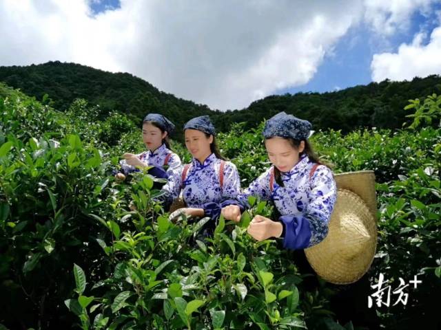 封开县白马茶业的员工在山上采茶。