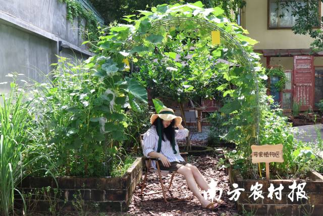 小红书优质博主卡拉在自己的庭院菜园中,南瓜、香茅等蔬菜郁郁葱葱,绿意盎然。 小红书优质博主卡拉在自己的庭院菜园中,南瓜、香茅等蔬菜郁郁葱葱,绿意盎然。
