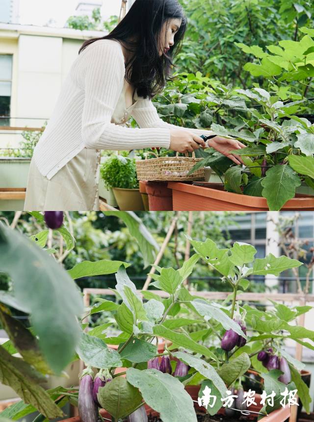 卡拉在屋顶菜园采摘茄子。