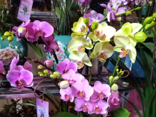 就在明天，来龙穴花市走龙年“花路”