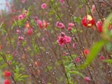 桃花王被“抢购”！让我们一路“向东”来一场桃花之旅