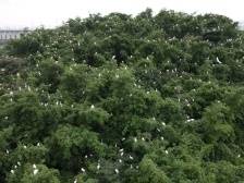 江门今年每个县城植树不少于1万棵｜江门两会