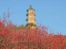 安排！广州莲花山推出春节N种玩法