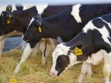 广东文旅再“上新”！越秀风行国家级田园综合体项目落成