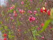 赏桃花、品桃宴、买文创，来江门礼乐“桃”醉下吧｜让家乡出圈