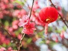 姹紫嫣红缤纷花城，广州文化公园2024年迎春花会等您来