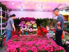 多图丨行花街咯！2024肇庆端州迎春花市嘉年华启市
