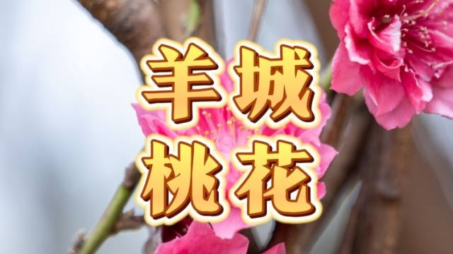 @单身的朋友！广州这两个地方，你一定想去转转｜让家乡出圈